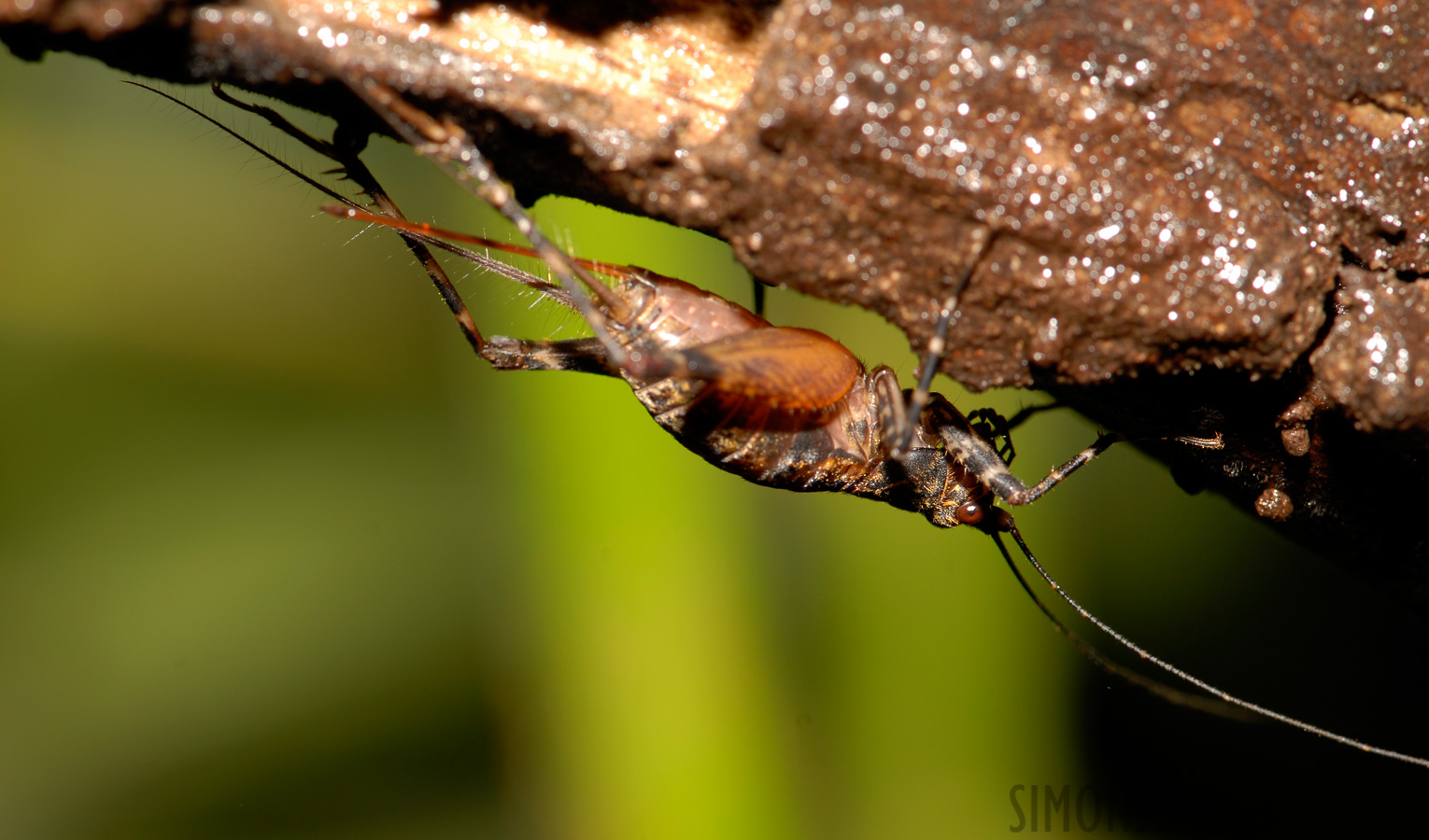 Pacuare Lodge [105 mm, 1/60 sec at f / 11, ISO 100]